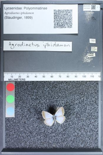 Media type: image;   Entomology 74303